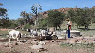 Link to Video | Namibia, Africa, productive animal, 2008, goat