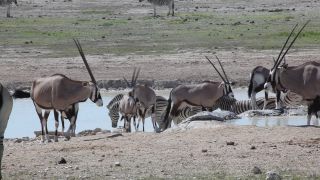 Link to Video | Namibia, Africa, Full High Definition, color