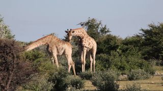 Link zum Video | Namibia, Baum, Giraffa giraffa angolensis, Afrika, Full High Definition, 2009, Farbe, Savanne, Etosha-Nationalpark, Tier, Natur, Giraffen, Wildnis