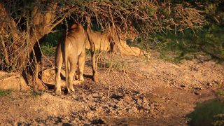 Link to Video | Namibia
