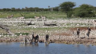 Link to Video | Namibia, fauna, January, Africa, Full High Definition, 2009, January 1, color, wildlife, zebra, habitat, animal, nature, wilderness