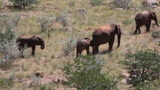Link to Video | Namibia, landscape, tree, dust bathing, Africa, Full High Definition, Big five game, 2008, color, Proboscidea, African elephant, African bush elephant, Savanna, animal, mammals, elephant, nature, shrubland, wilderness