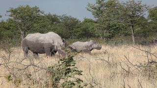 Link to Video | Namibia, Diceros bicornis bicornis, Fressen, Africa, Full High Definition, Big five game, 2009, color, rhinoceros, Savanna, Diceros bicornis