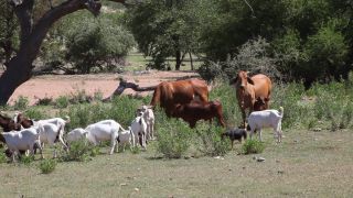 Link zum Video | Namibia, Afrika, Full High Definition, Farbe