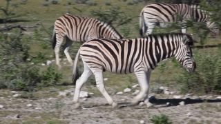 Link to Video | Namibia, fauna, January, Africa, Full High Definition, 2009, January 1, color, wildlife, zebra, habitat, animal, nature, wilderness