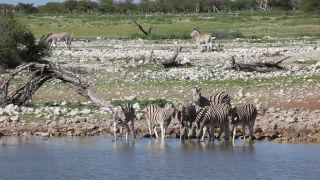 Link to Video | Namibia, fauna, January, Africa, Full High Definition, 2009, January 1, color, wildlife, zebra, habitat, animal, nature, wilderness