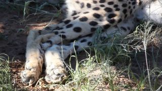 Link to Video | Namibia, Africa, shadow, resting, Full High Definition, Big five game, 2008, color, lying, Pantherinae, Felidae, predator, leopard, big cat, animal
