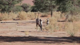 Link to Video | Namibia, Africa, Full High Definition, color