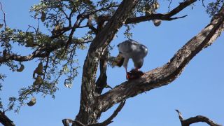 Link to Video | Namibia, Africa, Full High Definition, 2008, color, bird of prey, Etosha National Park, animal, Vogel, Dark Chanting Goshawk, hawk