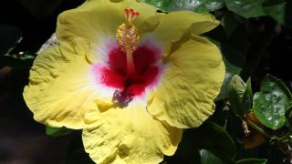 Link zum Video | Namibia, Afrika, Full High Definition, Farbe, Windhoek