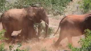 Link to Video | Namibia, landscape, Africa, Full High Definition, Big five game, 2008, color, African bush elephant, Savanna, animal, mammals, elephant, nature, wilderness