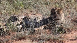 Link to Video | Namibia, Africa, Full High Definition, nature reserve, 2008, color, Pantherinae, cheetah, wildlife, Felidae, Carnivora, predator, Savanna, habitat, big cat, safari
