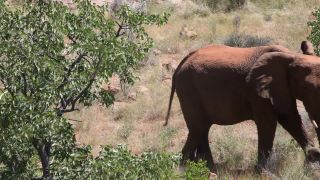 Link to Video | Namibia, landscape, Africa, Full High Definition, Big five game, 2008, color, African bush elephant, Savanna, animal, mammals, elephant, nature, wilderness