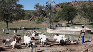 Link to Video | Namibia, Africa, productive animal, 2008, goat