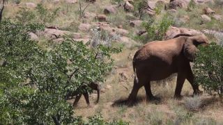 Link to Video | Namibia, landscape, Africa, Full High Definition, Big five game, 2008, color, African bush elephant, Savanna, animal, mammals, elephant, nature, wilderness