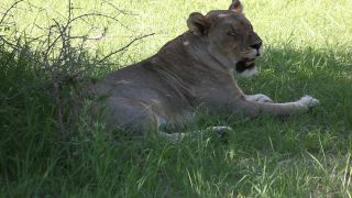 Link to Video | Namibia, lion, Africa, Full High Definition, nature reserve, Big five game, 2009, color, wildlife, predator, habitat, big cat, animal, nature, wilderness