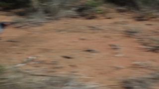 Link to Video | Namibia, Africa, Full High Definition, 2008, color, bird of prey, animal, Vogel, Dark Chanting Goshawk, hawk