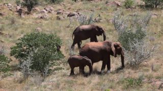 Link zum Video | Namibia, Landschaft, Baum, Sandbad, Afrika, Full High Definition, Big Five, 2008, Farbe, Rüsseltiere, African elephant, Afrikanischer Elefant, Savanne, Tier, Säugetiere, Elefant, Natur, Buschland, Wildnis