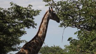 Link to Video | Namibia, tree, Angolan giraffe, Africa, Full High Definition, 2009, color, Savanna, animal, nature, Giraffa, wilderness