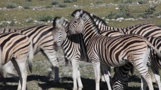 Link zum Video | Namibia, Fauna, Januar, Afrika, Full High Definition, 2009, 1. Januar, Farbe, undomestizierte Lebewesen, Zebras, Habitat, Etosha-Nationalpark, Tier, Natur, Wildnis
