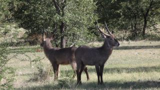 Link zum Video | Namibia, Wasserbock, Full High Definition, 2009, Defassa-Wasserbock, Farbe, Antilope, Tier, Natur, Wildnis