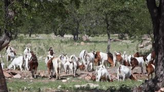 Link to Video | Namibia, Africa, Full High Definition, color