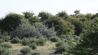 Link zum Video | Namibia, Baum, Giraffa giraffa angolensis, Afrika, Full High Definition, 2009, Farbe, Savanne, Etosha-Nationalpark, Tier, Natur, Giraffen, Wildnis