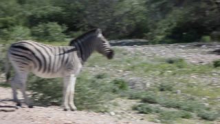 Link zum Video | Namibia, Fauna, Januar, Afrika, Full High Definition, 2009, 1. Januar, Farbe, undomestizierte Lebewesen, Zebras, Habitat, Tier, Natur, Wildnis