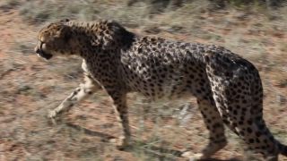Link to Video | Namibia, Africa, Full High Definition, nature reserve, 2008, color, Pantherinae, cheetah, wildlife, Felidae, Carnivora, predator, Waterberg, Savanna, habitat, big cat, safari
