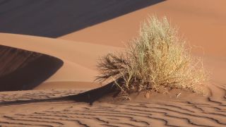Link to Video | Namibia, Africa, Full High Definition, color