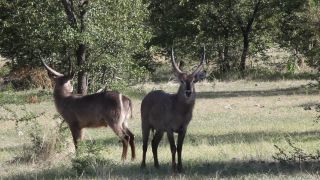 Link to Video | Namibia, Wasserbock, Full High Definition, 2009, Kobus ellipsiprymnus defassa, color, antelope, animal, nature, wilderness