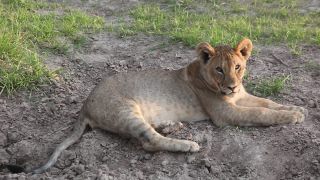 Link to Video | Namibia, lion, Africa, Full High Definition, nature reserve, Big five game, 2009, color, wildlife, predator, habitat, big cat, animal, nature, wilderness