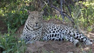 Link to Video | Namibia, Africa, shadow, resting, Full High Definition, Big five game, 2008, color, lying, Pantherinae, Felidae, predator, Waterberg, leopard, big cat, animal