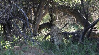 Link to Video | Namibia, Africa, Full High Definition, Big five game, 2008, color, Pantherinae, predator, leopard, big cat, animal