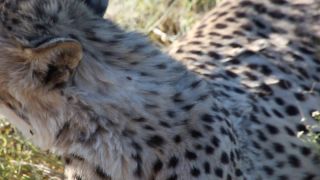 Link to Video | Namibia, Africa, Full High Definition, nature reserve, 2008, color, Pantherinae, cheetah, wildlife, Felidae, Carnivora, predator, Savanna, habitat, big cat, safari