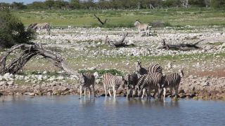 Link zum Video | Namibia, Fauna, Januar, Afrika, Full High Definition, 2009, 1. Januar, Farbe, undomestizierte Lebewesen, Zebras, Habitat, Etosha-Nationalpark, Tier, Natur, Wildnis