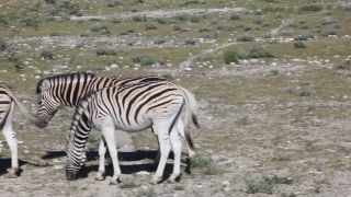Link to Video | Namibia, fauna, January, Africa, Full High Definition, 2009, January 1, color, wildlife, zebra, habitat, animal, nature, wilderness