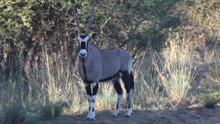 Link to Video | Namibia, Africa, Full High Definition, color, Waterberg
