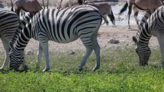Link to Video | Namibia, fauna, January, Africa, Full High Definition, 2009, January 1, color, wildlife, zebra, habitat, animal, nature, wilderness