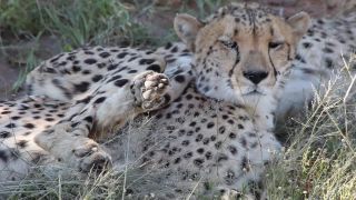 Link to Video | Namibia, Africa, Full High Definition, nature reserve, 2008, color, Pantherinae, cheetah, wildlife, Felidae, Carnivora, predator, Savanna, habitat, big cat, safari