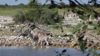 Link to Video | Namibia, fauna, January, Africa, Full High Definition, 2009, January 1, color, wildlife, zebra, habitat, animal, nature, wilderness