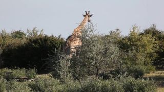 Link zum Video | Namibia, Baum, Giraffa giraffa angolensis, Afrika, Full High Definition, 2009, Farbe, Savanne, Tier, Natur, Giraffen, Wildnis