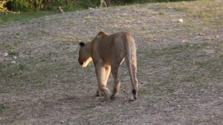 Link to Video | Namibia, lion, Africa, Full High Definition, nature reserve, Big five game, 2009, color, wildlife, predator, habitat, big cat, animal, nature, wilderness