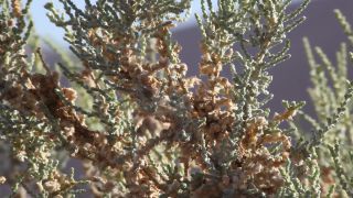 Link to Video | Namibia, Africa, Full High Definition, color