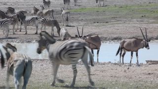 Link zum Video | Namibia, Fauna, Januar, Afrika, Full High Definition, 2009, 1. Januar, Farbe, undomestizierte Lebewesen, Zebras, Habitat, Etosha-Nationalpark, Tier, Natur, Wildnis