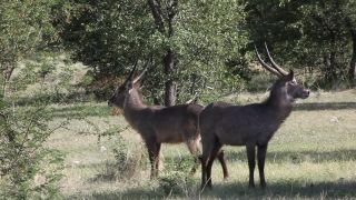 Link to Video | Namibia, Wasserbock, Full High Definition, 2009, Kobus ellipsiprymnus defassa, color, antelope, animal, nature, wilderness