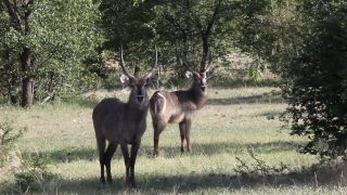 Link to Video | Namibia, Wasserbock, Full High Definition, 2009, Kobus ellipsiprymnus defassa, color, antelope, animal, nature, wilderness