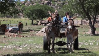 Link to Video | Namibia, Full High Definition, productive animal, Equus africanus asinus, 2008, Equus africanus, color, Black Africans, cart, boy, daytime, animal, child