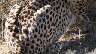 Link zum Video | Namibia, Afrika, Full High Definition, Naturschutzgebiet, 2008, Farbe, Großkatzen, Gepard, undomestizierte Lebewesen, Katzen, Raubtiere, Prädator, Savanne, Habitat, Raubkatze, Safari