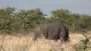 Link to Video | Namibia, Diceros bicornis bicornis, Fressen, Africa, Full High Definition, Big five game, 2009, color, rhinoceros, Savanna, Diceros bicornis